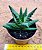 Haworthia margaritifera - Imagem 3