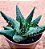 Haworthia margaritifera - Imagem 2