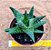 Haworthia margaritifera - Imagem 4