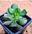 Sedum dendroideum - "suculenta bálsamo" - Imagem 2