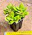Crassula money maker - Imagem 2