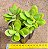 Crassula money maker - Imagem 1