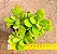 Crassula money maker - Imagem 3