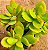 Crassula money maker - Imagem 4