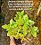 Crassula money maker - Imagem 5
