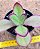 Kalanchoe synsepala - Imagem 3