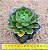 Echeveria mont serrat - Imagem 3