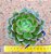 Echeveria mont serrat - Imagem 1