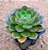 Echeveria mont serrat - Imagem 2