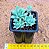 Graptopetalum macdougallii - Imagem 3