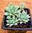 Graptopetalum macdougallii - Imagem 2