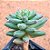 Pachyphytum ssp.  "suculenta-diamante" - Imagem 3