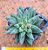 Pachyphytum ssp.  "suculenta-diamante" - Imagem 1