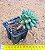 Pachyphytum ssp.  "suculenta-diamante" - Imagem 2
