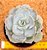 Echeveria cubic pagoda - Imagem 1