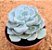 Echeveria cubic pagoda - Imagem 2