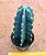 Cereus jamacaru subs. inermis - Imagem 1