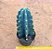 Cereus jamacaru subs. inermis - Imagem 3