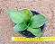 Sansevieria hahnii black - Imagem 3