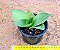 Sansevieria hahnii black - Imagem 2
