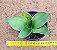 Sansevieria hahnii black - Imagem 1