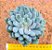 Pachyveria clavifolia - Imagem 1
