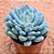 Pachyveria clavifolia - Imagem 2