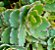 Kalanchoe laxiflora violacea - Imagem 4