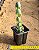 Kalanchoe laxiflora violacea - Imagem 2