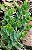 Kalanchoe laxiflora violacea - Imagem 5