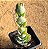 Kalanchoe laxiflora violacea - Imagem 1