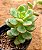 Echeveria tencho aqua blanca - Imagem 2