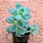 Echeveria tencho aqua blanca - Imagem 4