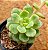 Echeveria tencho aqua blanca - Imagem 1