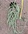 Rhipsalis baccifera - "Rhipsalis macarrão" - Imagem 2
