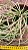 Rhipsalis baccifera - "Rhipsalis macarrão" - Imagem 3