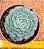 Echeveria minima - Imagem 1