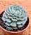 Echeveria minima - Imagem 2