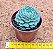 Echeveria minima - Imagem 3