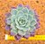 Echeveria pink bubble - Imagem 1