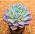 Echeveria pink bubble - Imagem 2