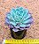 Echeveria pink bubble - Imagem 3