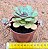 Echeveria setosa paula - Imagem 3