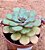 Echeveria setosa paula - Imagem 2