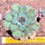 Echeveria setosa paula - Imagem 1