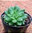 Echeveria agavoides rainstar - Imagem 2