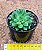 Echeveria agavoides rainstar - Imagem 3