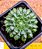Echeveria iona - Imagem 1