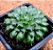 Echeveria iona - Imagem 2