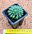 Echeveria iona - Imagem 3